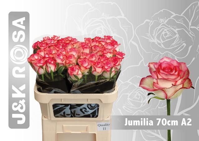 <h4>Rosa large jumilia</h4>