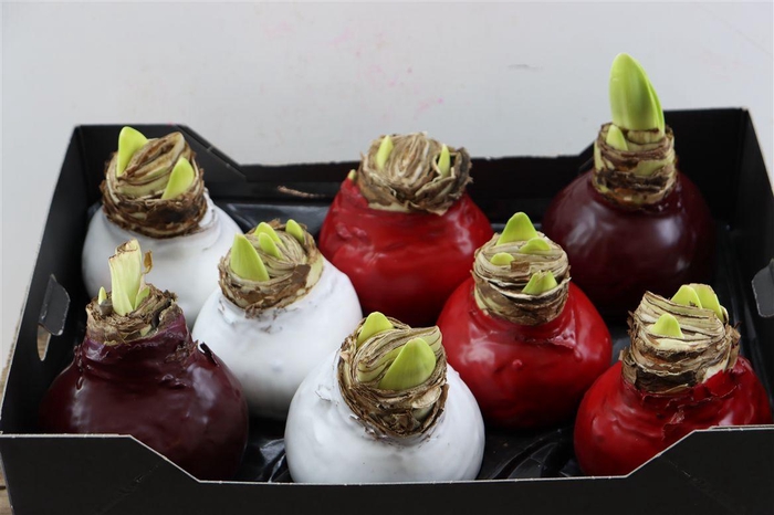 <h4>Wax Hipp Mix</h4>