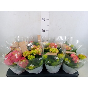 Hydrangea mac. 'Tabletensia'