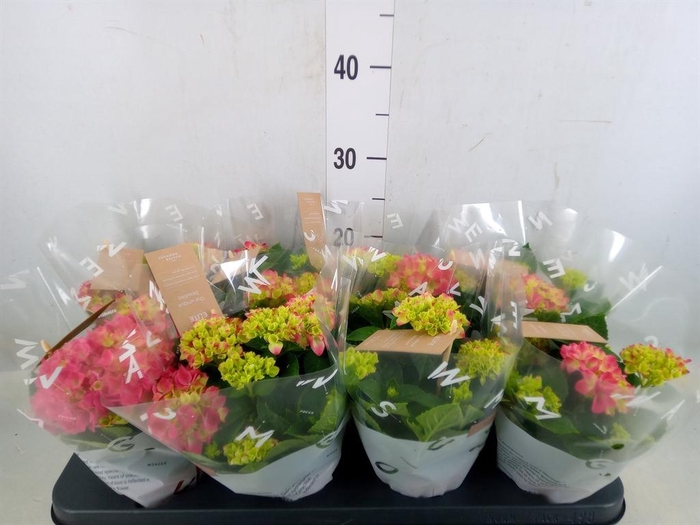 <h4>Hydrangea mac. 'Tabletensia'</h4>