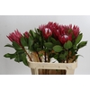 Protea Cynaroides Madiba