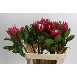 Protea Cynaroides Madiba