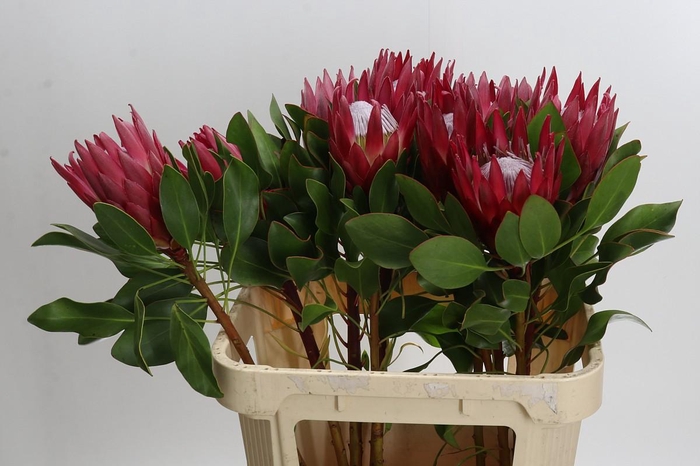 <h4>Protea Cynaroides Madiba</h4>