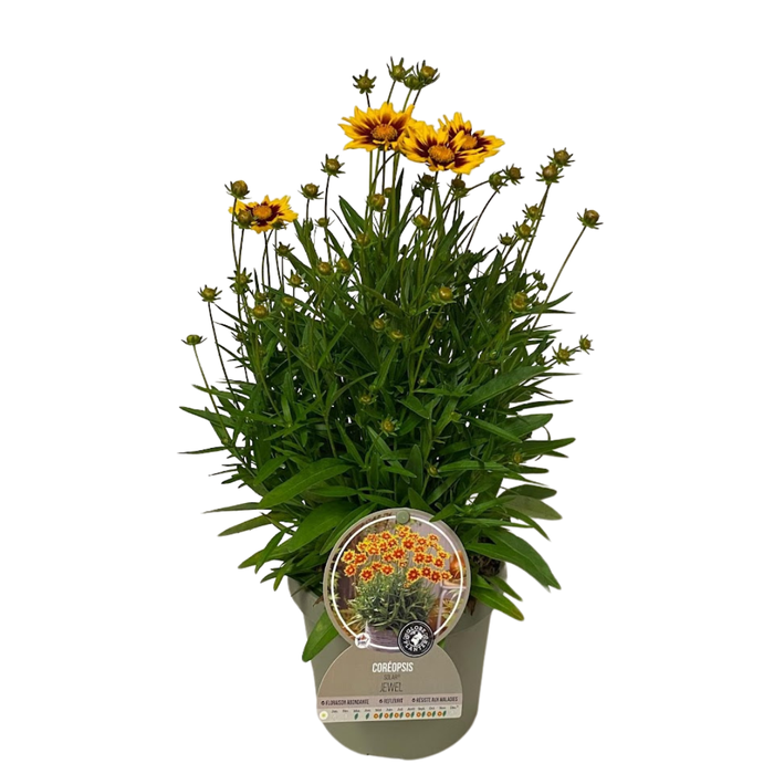 <h4>Coreopsis overig</h4>
