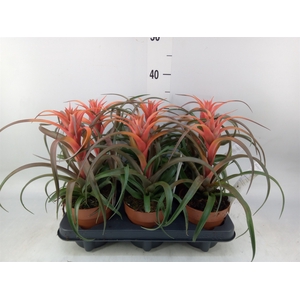 Tillandsia capitata 'Hermosa'
