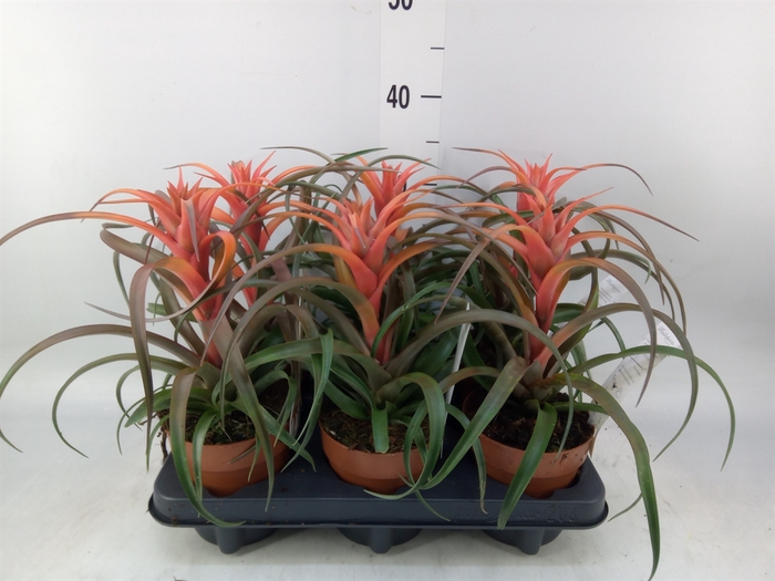<h4>Tillandsia capitata 'Hermosa'</h4>