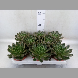 Echeveria   ...not flowering