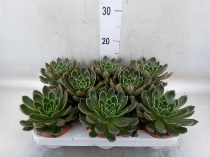 <h4>Echeveria   ...not flowering</h4>