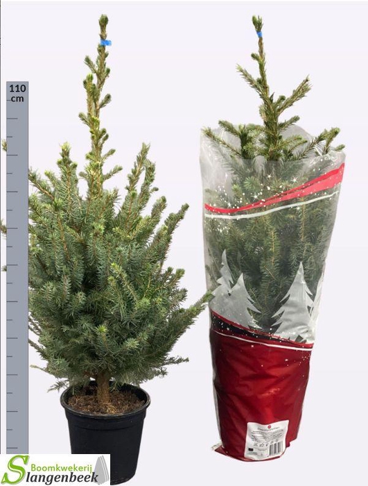 <h4>PICEA OMORIKA</h4>