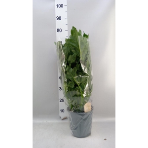 Philodendron   ...
