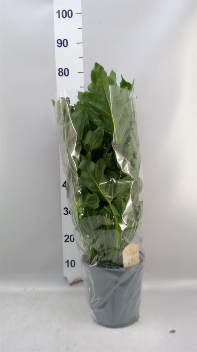 <h4>Philodendron   ...</h4>