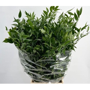 RUSCUS MIDDEL 70 CM 120GR