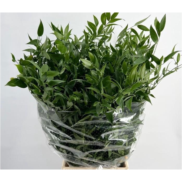 <h4>RUSCUS MIDDEL 70 CM 120GR</h4>