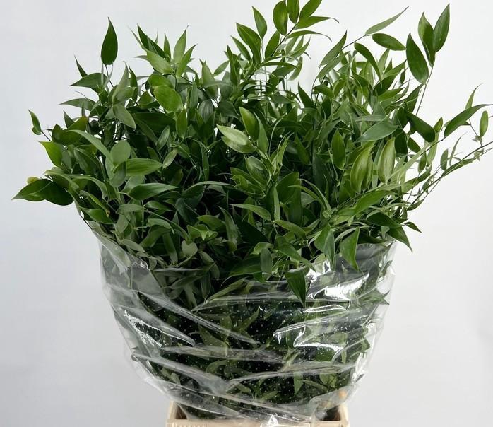 <h4>RUSCUS MIDDEL 70 CM 120GR</h4>