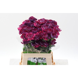 Di St Tatis 60cm