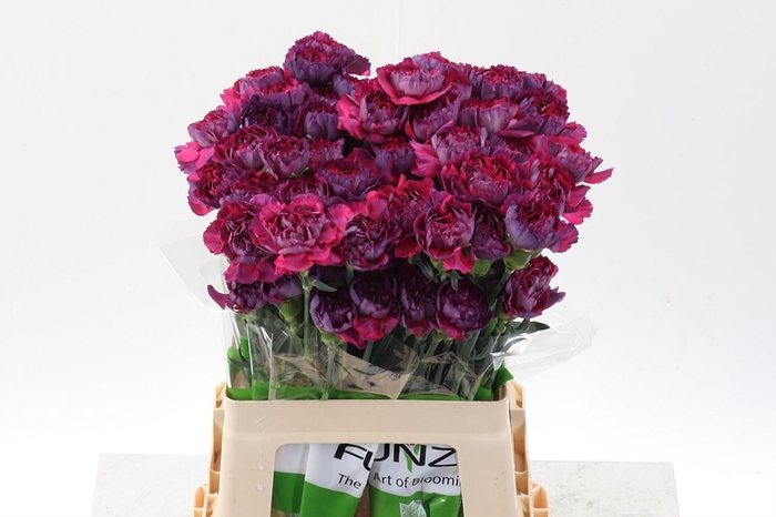 <h4>Di St Tatis 60cm</h4>