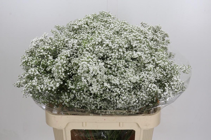 <h4>Gyps Million Stars</h4>