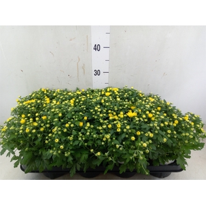 Chrysanthemum  'Paradiso Yellow'