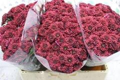 <h4>CHR SAN JINDA RED</h4>