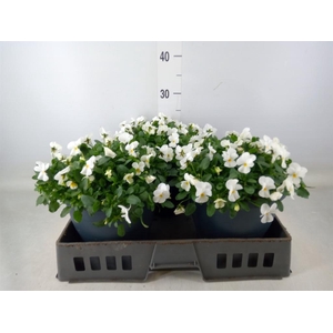 Viola corn. 'Evo Mini White'