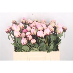 Paeo L Reine Hortens