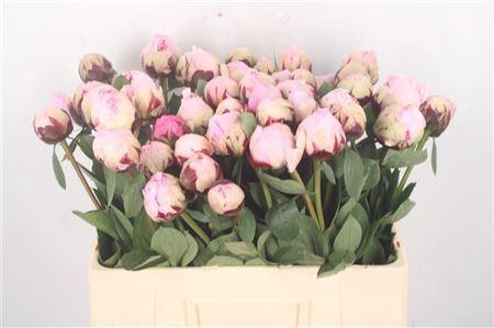 <h4>Paeo L Reine Hortens</h4>