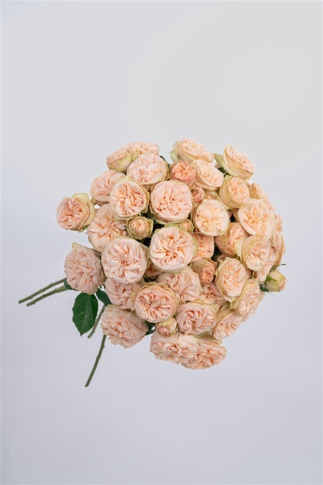 <h4>R GR Tr Gentle Trendsetter</h4>