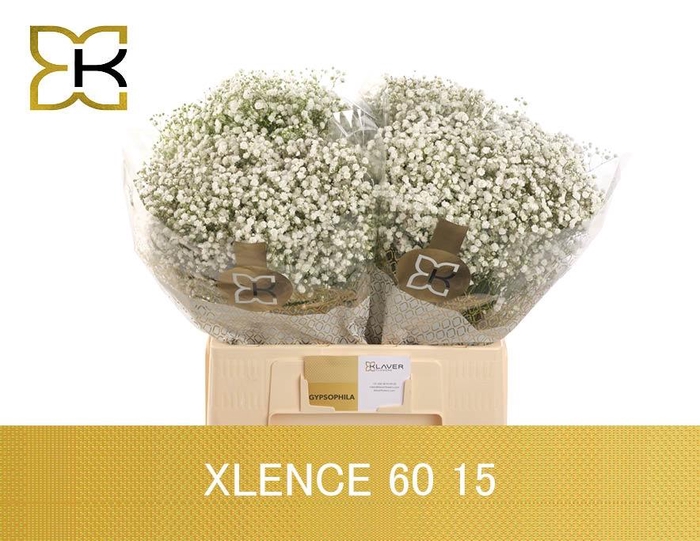 <h4>GYPS PA XLENCE</h4>