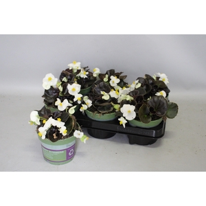 Begonia semp. White Donkerblad