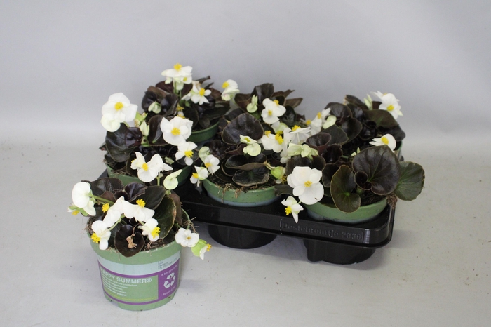 <h4>Begonia semp. White Donkerblad</h4>