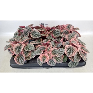 Peperomia