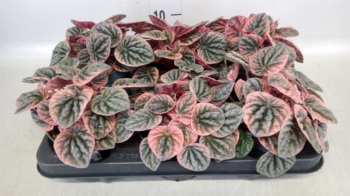 <h4>Peperomia</h4>