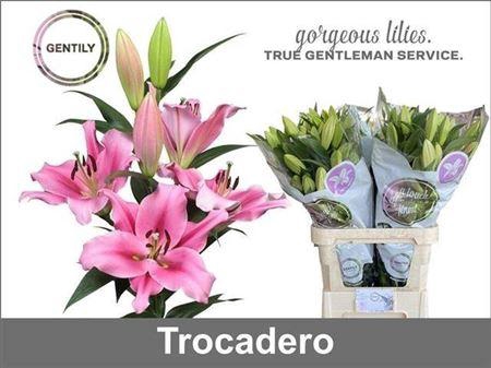 <h4>Li Ot Trocadero</h4>