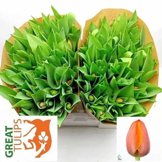 <h4>TU EN AD REM</h4>