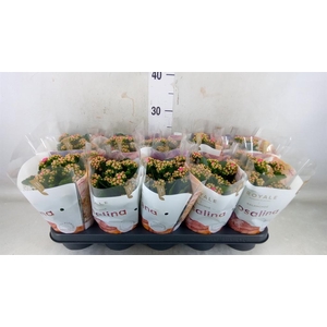 Kalanchoe blos. 'RosDon Nando'