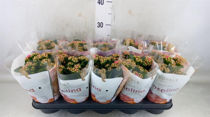 <h4>Kalanchoe blos. 'RosDon Nando'</h4>