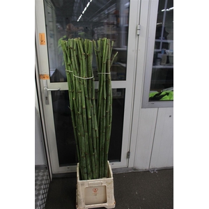 Polygonum Stokken X60