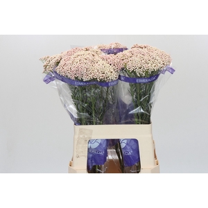 Ozothamnus Cooks Pink