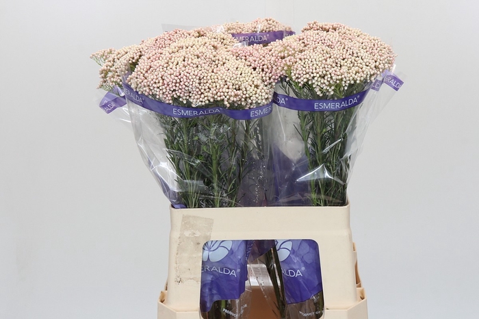 <h4>Ozothamnus Cooks Pink</h4>
