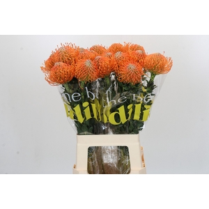 Nutans Ayoba Orange