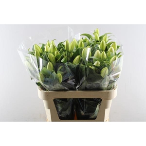 Li Or Dubbel Chardonnay(wit)