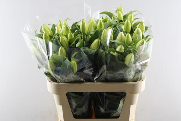 <h4>Li Or Dubbel Chardonnay(wit)</h4>