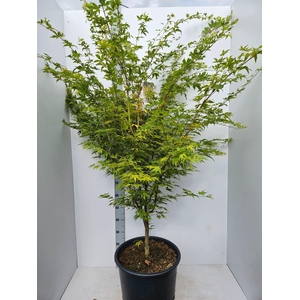 Acer palmatum Sangokaku