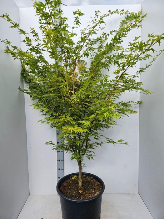 <h4>Acer palmatum Sangokaku</h4>