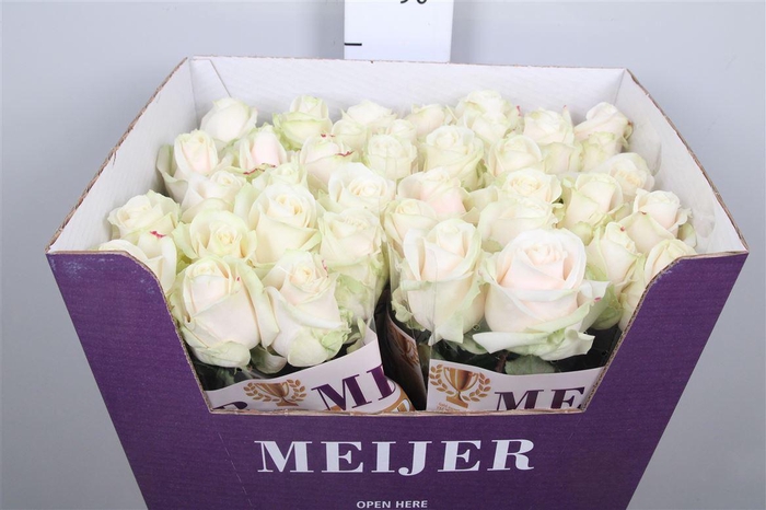 <h4>R Gr Dorchester+</h4>