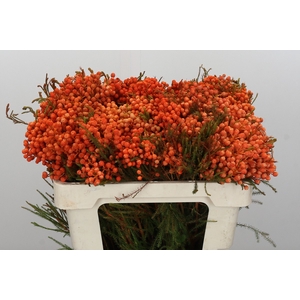 Kaaps Groen Lanug. Orange