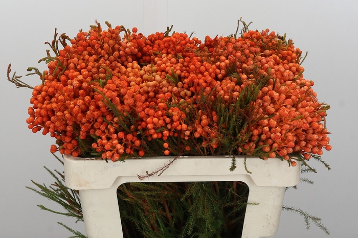 <h4>Kaaps Groen Lanug. Orange</h4>