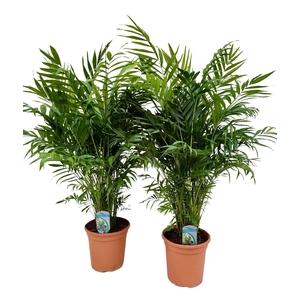 Chamaedorea elegans
