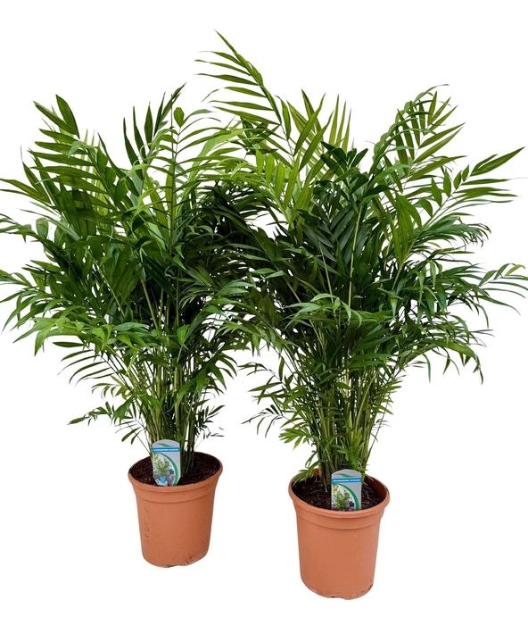 <h4>Chamaedorea elegans</h4>