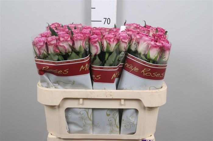 <h4>R Gr Thriller</h4>